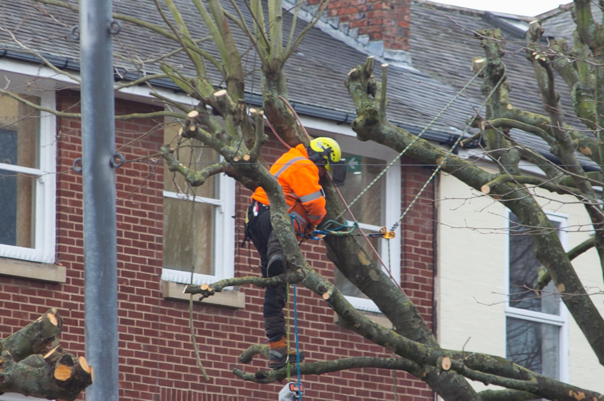 Insured, professional tree work near Erie, PA