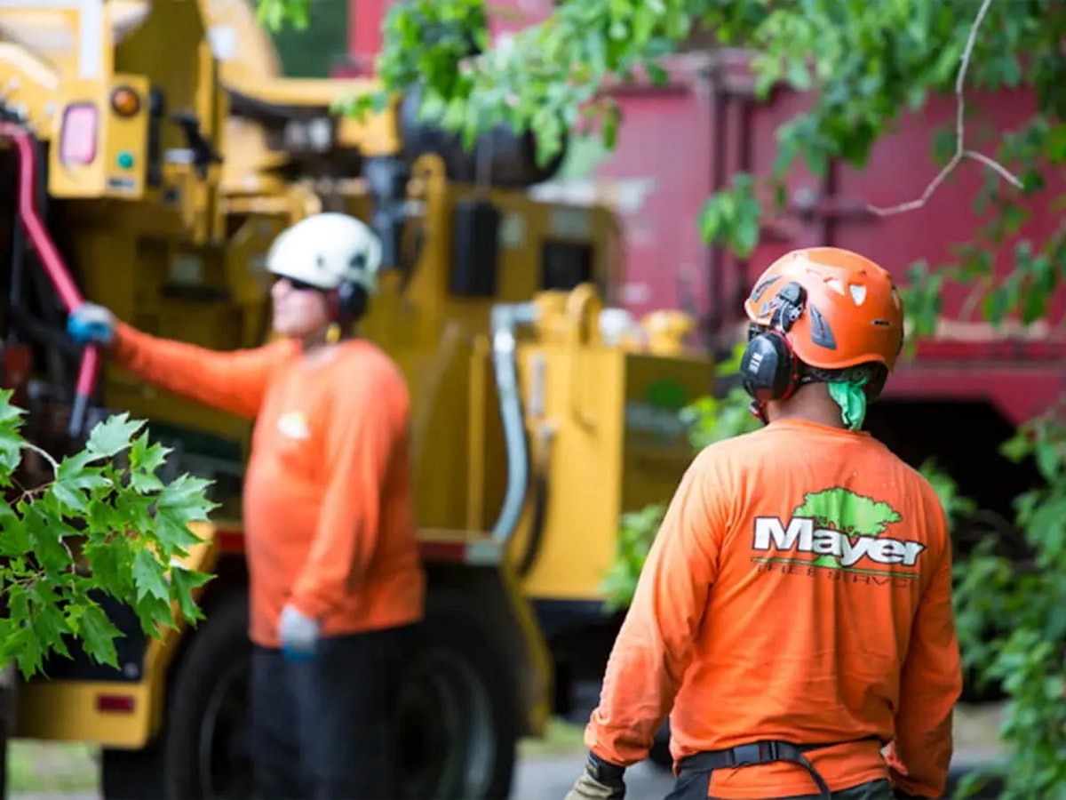 Tree removal crew at work in Erie, PA