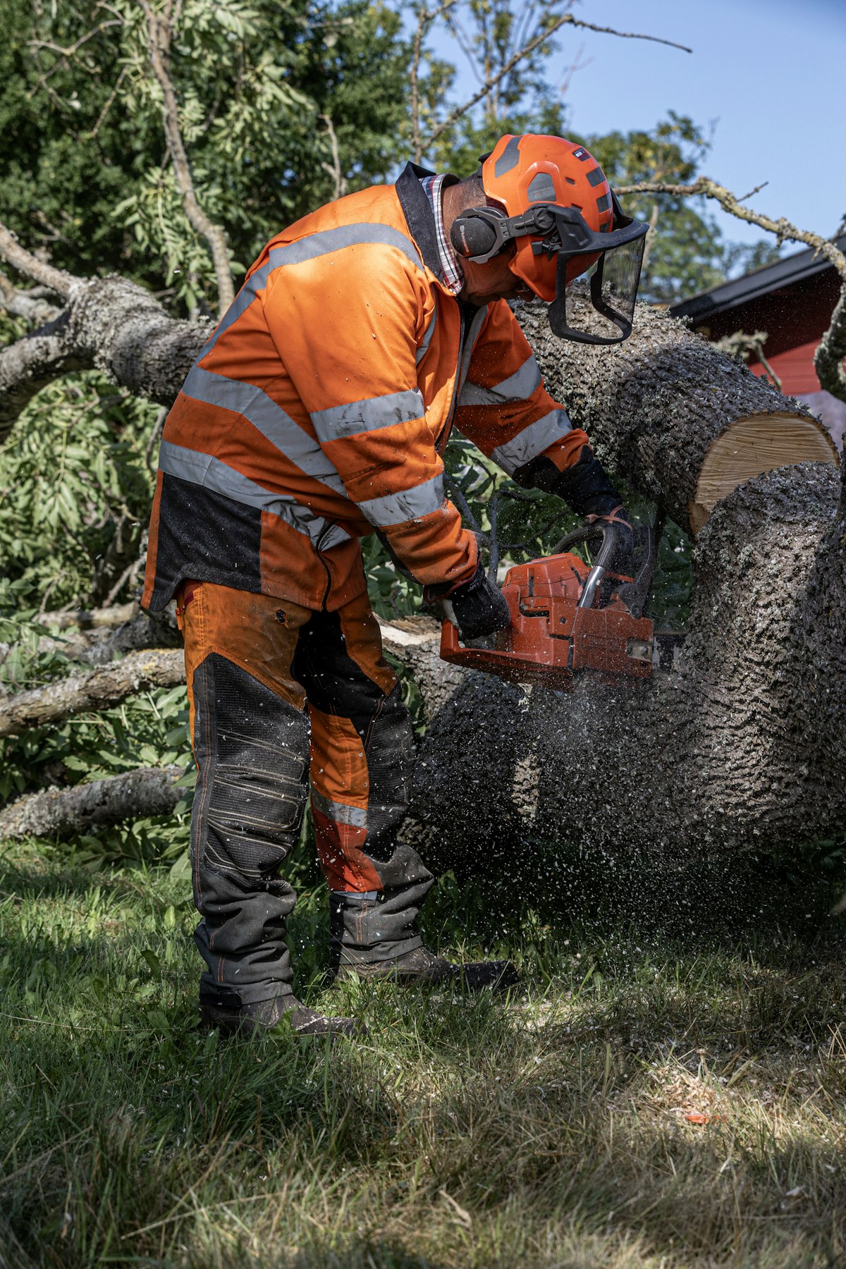 Tree removal in Erie, PA