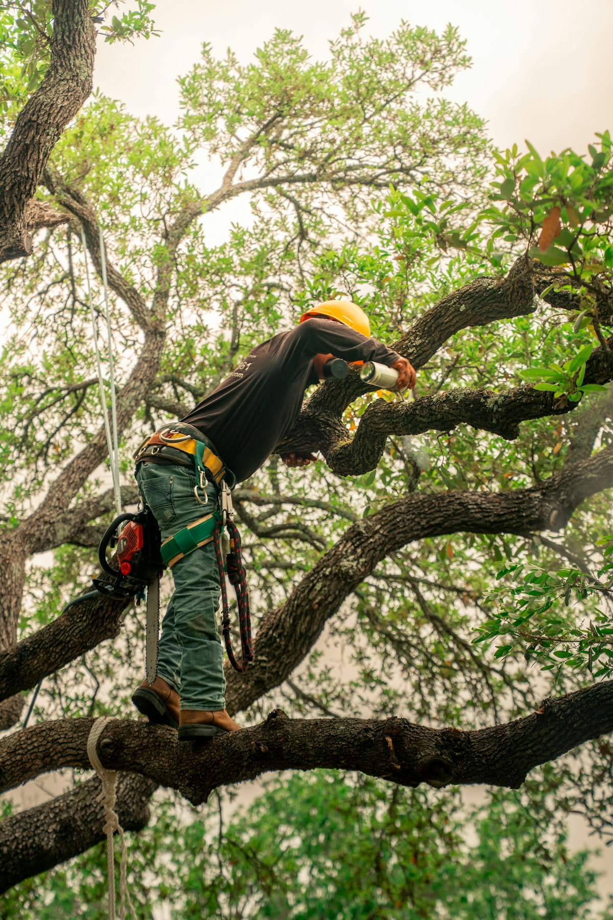 Tree trimming and pruning in Erie, PA